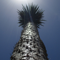 Pachypodium geayi