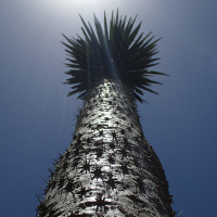 Pachypodium geayi