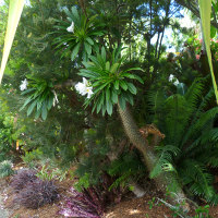 Pachypodium lamerei