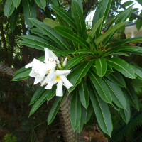 Pachypodium lamerei