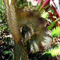 Pachypodium lamerei