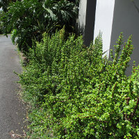 Portulacaria afra