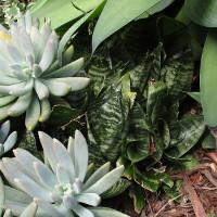 Sansevieria cultivar