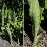 Sansevieria cultivar