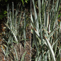 Sansevieria cultivar