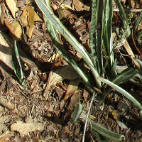 Sansevieria cultivar