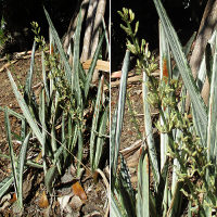 Sansevieria cultivar