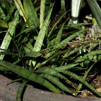 Sansevieria cultivar