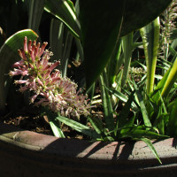 Sansevieria cultivar