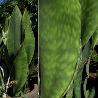 Sansevieria cultivar