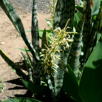 Sansevieria trifasciata