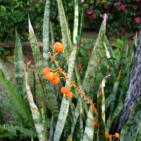 Sansevieria trifasciata