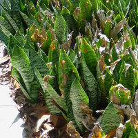 Sansevieria trifasciata Hahnii