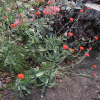 Senecio fulgens