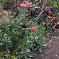 Senecio fulgens