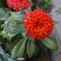 Senecio fulgens