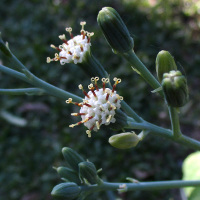 Senecio mandraliscae