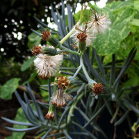 Senecio mandraliscae