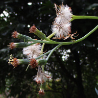 Senecio mandraliscae