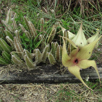 Stapelia species, probably gigantea