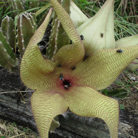 Stapelia species, probably gigantea