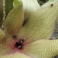 Stapelia species, probably gigantea