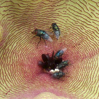 Stapelia species, probably gigantea