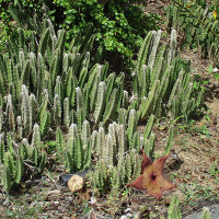 Stapelia species, probably gigantea