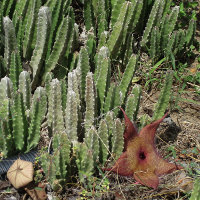 Stapelia species, probably gigantea