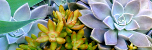 subject tag image