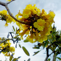 Tabebuia aurea