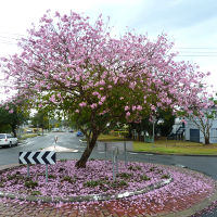 Tabebuia impetiginosa street tree