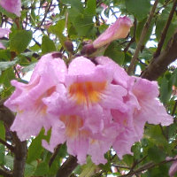 Tabebuia impetiginosa flower cluster