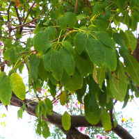 Tabebuia impetiginosa leaves