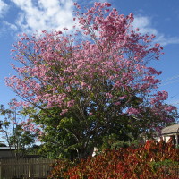 Handroanthus heptaphyllus