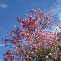 Handroanthus heptaphyllus