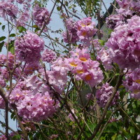 Handroanthus heptaphyllus