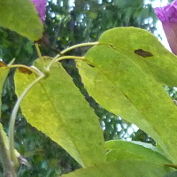 Handroanthus heptaphyllus