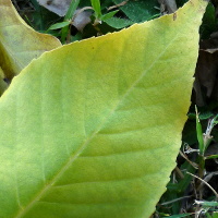 Handroanthus heptaphyllus