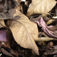 Handroanthus heptaphyllus