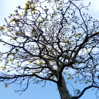 Tabebuia aurea