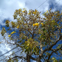 Tabebuia aurea