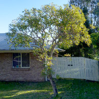 Tabebuia aurea