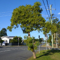 Tabebuia aurea