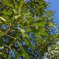 Tabebuia aurea