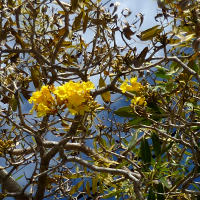 Tabebuia aurea