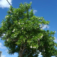 Tabebuia pallida