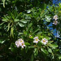 Tabebuia pallida