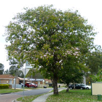 unidenified tabebuia