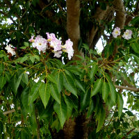 unidenified tabebuia